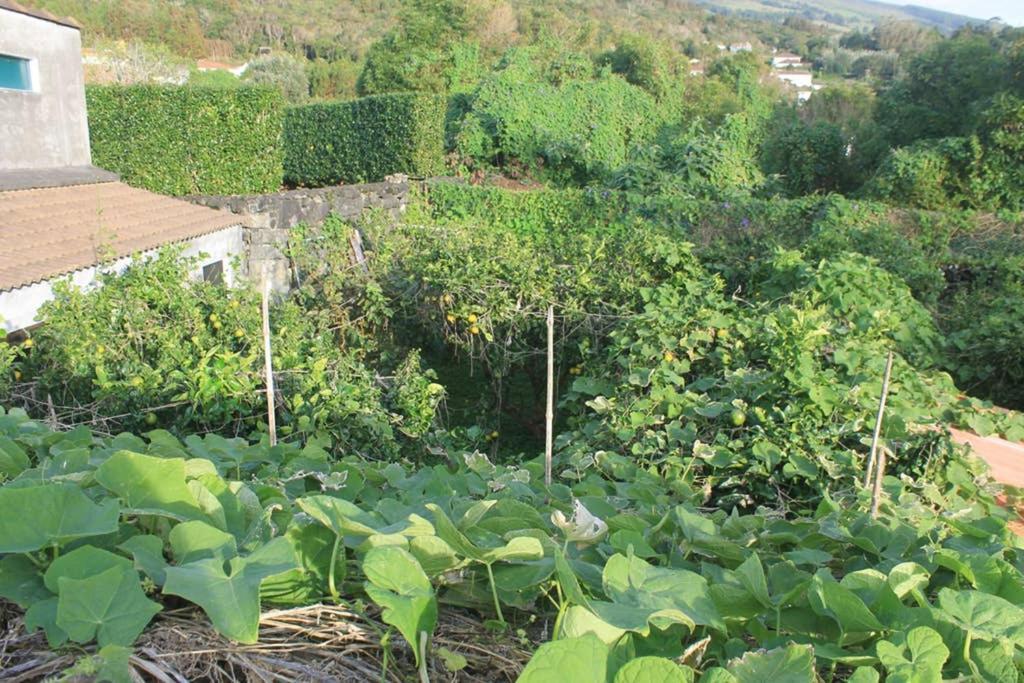 Апартаменты Quinta Do Areeiro Орта Экстерьер фото